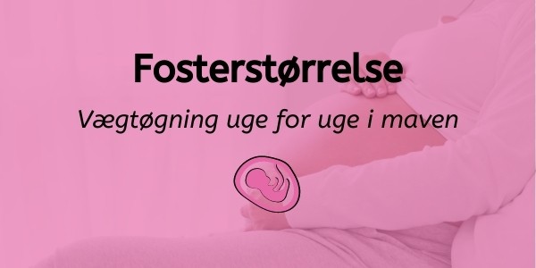 Fosterstørrelse uge for uge